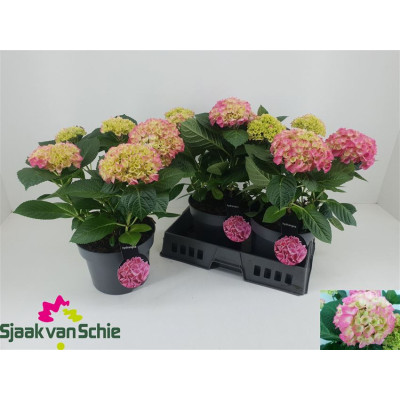 .Hydr M Hi Meadow pot 23 40cm