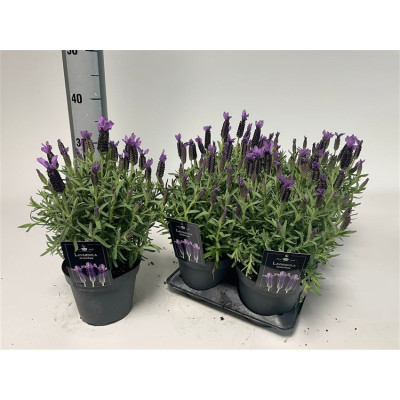 .Lavan Stoechas pot 15 35cm