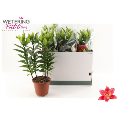 .Lil Or Sunny Camino pot 19...