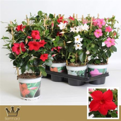 .Mande Di Gem pot 15 45cm