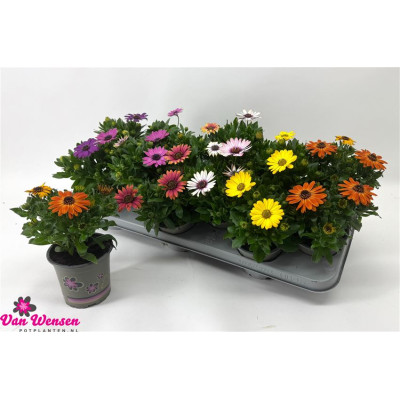 .Osteo Gem pot 11 22cm