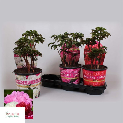 .Paeonia Gem pot 19 40cm