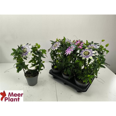 .Pass Caerulea pot 12 40cm