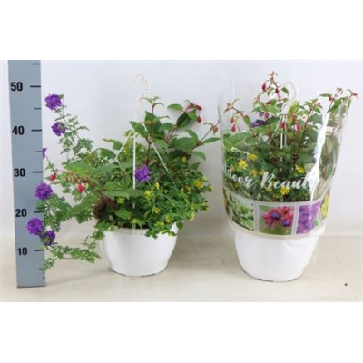 .Perkpl Toef 4 Kl pot 25 40cm