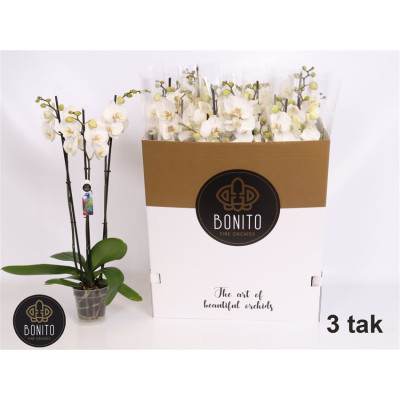 .Phal Silhouette pot 12 70cm