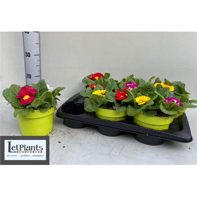 .Prim Acaulis Gemengd pot...