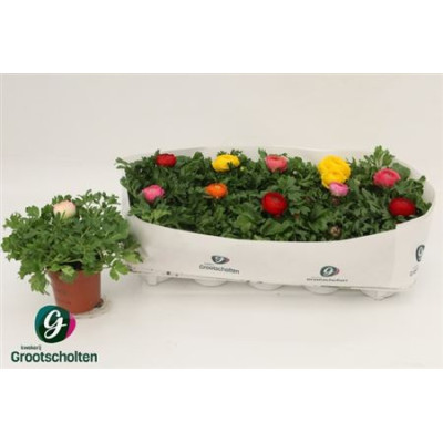 .Ranun Sprink Dw Gem pot...