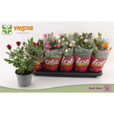 .Ro Lotz Of Gem 6 Kl pot 12...