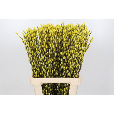 SALIX chaton JAUNE