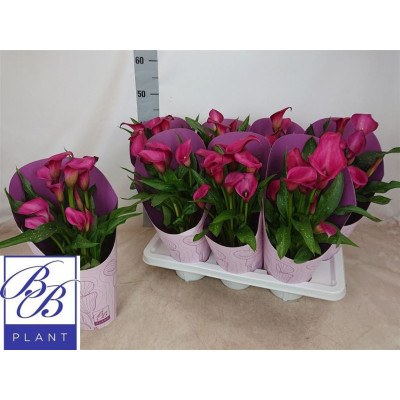 .Zant Ov pot 14 45cm