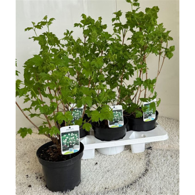 .Vibu Op Roseum pot 19 70cm