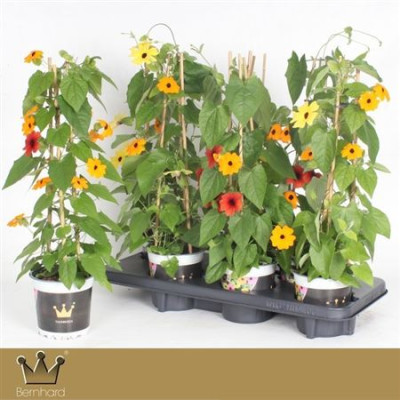 .Thunb Alata pot 13 50cm