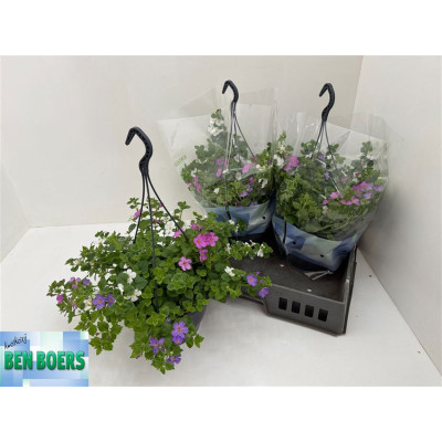 .Sut Trixi Falls pot 23 30cm