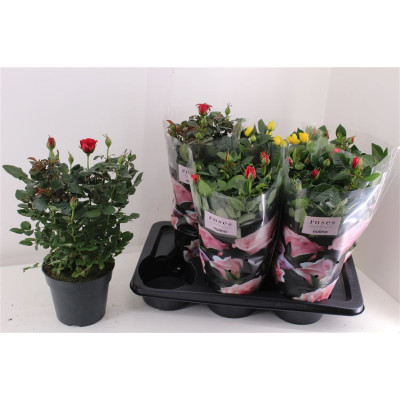 .Ro Palace Gem 3 Srt pot 17...