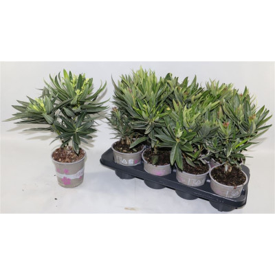 .Nerium Oleander Ov pot 13...