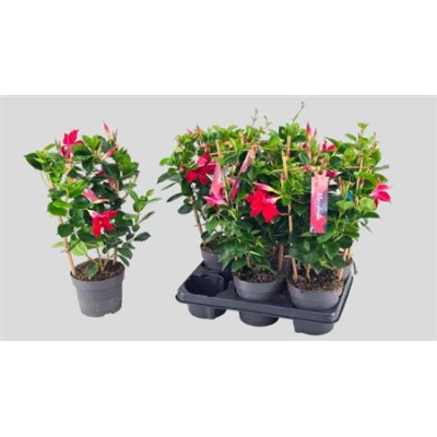 .Mande Sun Red pot 13 40cm