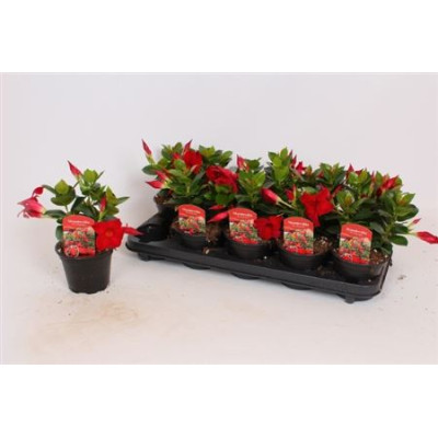 .Mande Rio Dark Red pot 12...