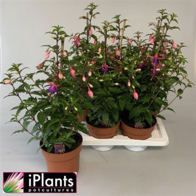 .Fuchsia B F Mixk pot 17 65cm