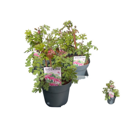 .Dice Spectabilis pot 21 50cm