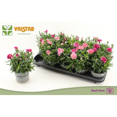 .Dian Osc Gem pot 12 20cm