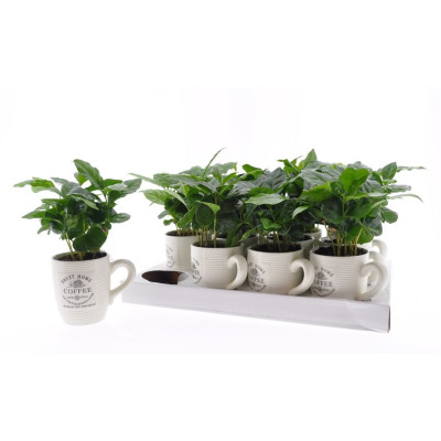 .Coffea Arabica pot 9 15cm...