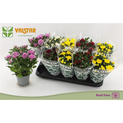 .Chrys Gem 6 Kl pot 12 25cm