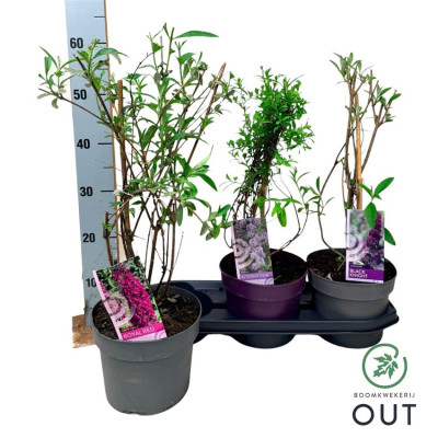 .Budd Davidii Ov pot 19 50cm