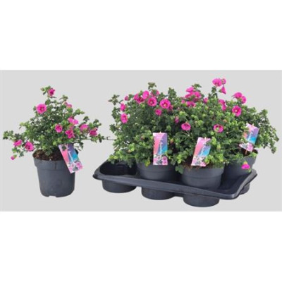 .Anis Cap El Princess pot...