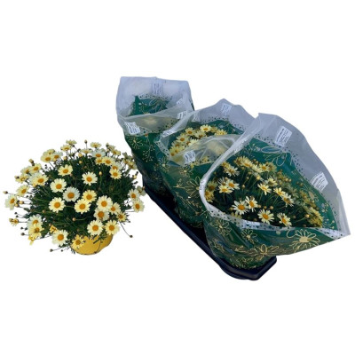 .Arg Giada pot 19 35cm