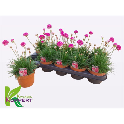 .Armeria Maritima pot 12 25cm