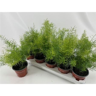 .Aspar D Sprengeri pot 12 35cm