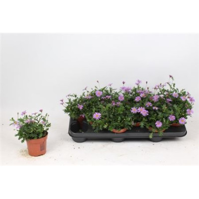 .Brach Bras Violet pot 10.5...