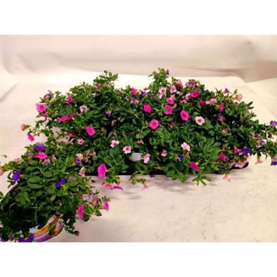 .Calib Triob P Gem Pt pot...