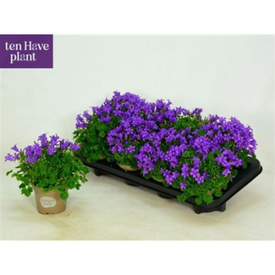 .Camp Por Porto pot 11 20cm