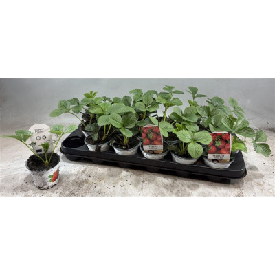 .Frag Elsanta pot 9 15cm