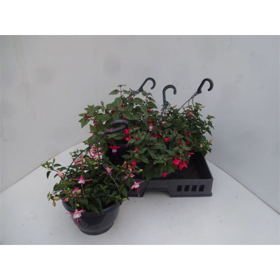 .Fuchsia Gem pot 21 25cm susp