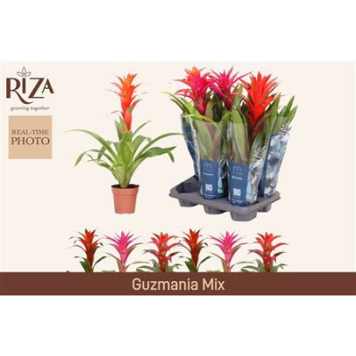 .Guzm Gem 3 Srt pot 12 55cm