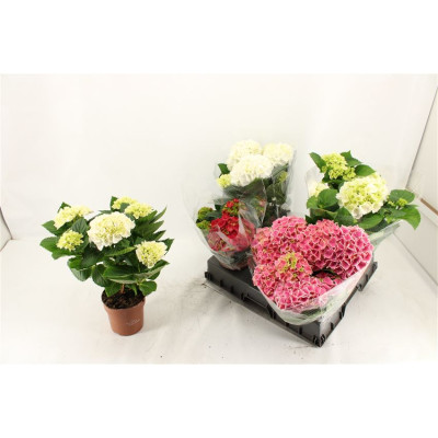 .Hydr M Gem pot 14 35cm