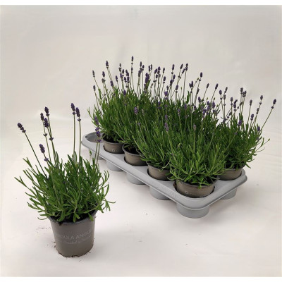 .Lavan An Essence Pur pot...