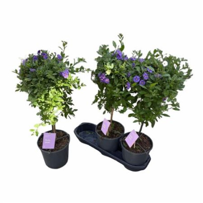 .Lyci Ran Blue Fount pot 19...