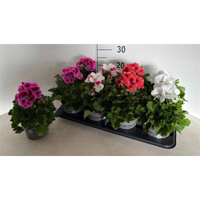 .Pel Gr Gem pot 12 28cm