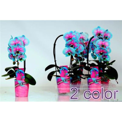 .Phal Ov pot 9 45cm bicolor