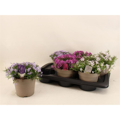 .Phlox Subulata pot 17 20cm