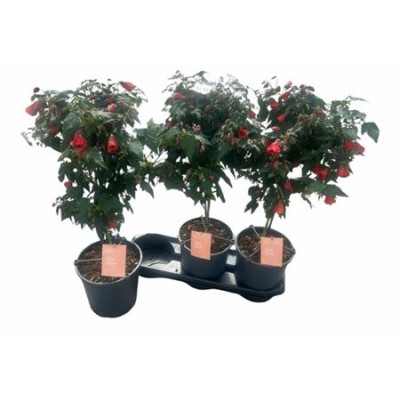 .Abut Red Trumpet pot 19 75cm