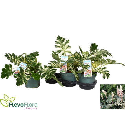 .Acanth Mollis pot 19 40cm