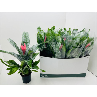 .Aech Fas Primera pot 12 50cm