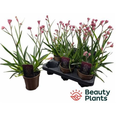 .Anigo Ov pot 12 45cm