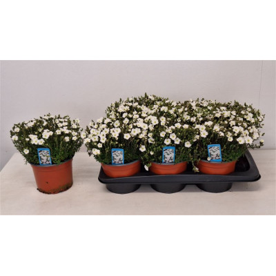 .Aren Montana pot 17 21cm