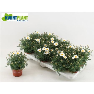 .Arg La Rita C White pot...