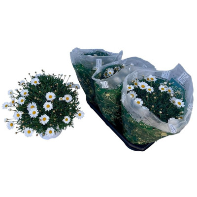 .Arg Stella 2000 pot 19 40cm